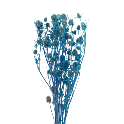 Эрингиум, цвет кислотный синий