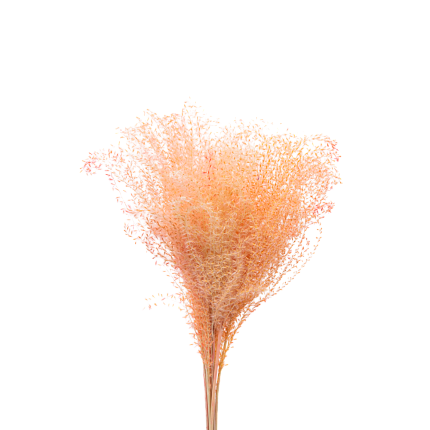 Мискантус, персиковый цвет