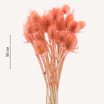 Ворсянка, персиковый цвет