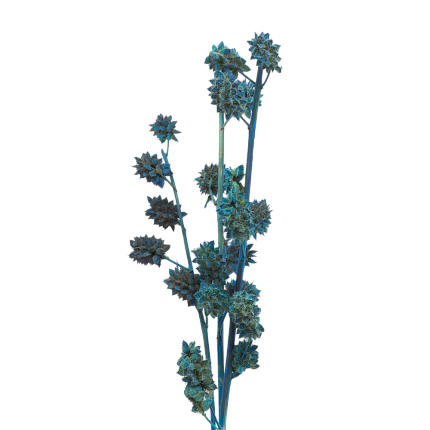 Солодка, цвет кислотный синий