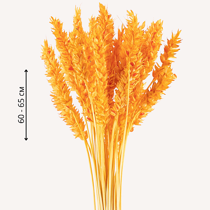 Пшеница, оранжевый цвет