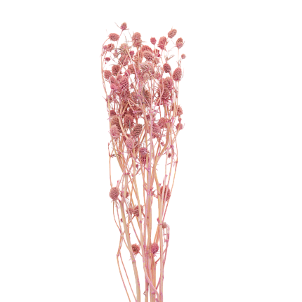 Эрингиум, цвет пастельный розовый