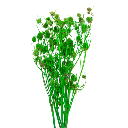 Эрингиум, цвет кислотный зеленый