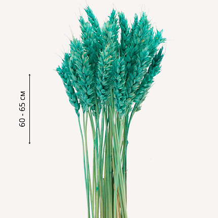 Пшеница, цвет тиффани