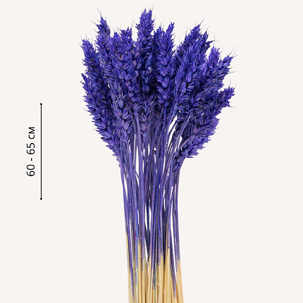 Пшеница, фиолетовый цвет
