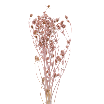 Эрингиум, цвет жемчужно-розовый (металлик)