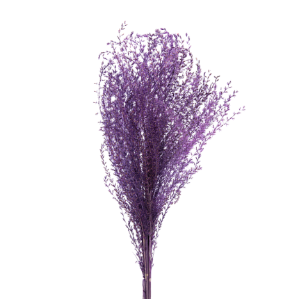 Мискантус, фиолетовый цвет