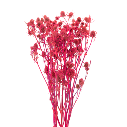 Эрингиум, цвет кислотный розовый