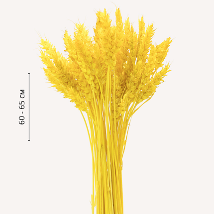 Пшеница, желтый цвет